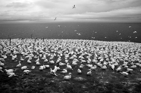 Gannet Colony - Bonaventure Island, Canada   2006
