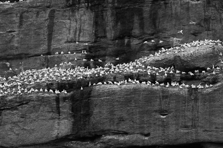 Gannets Nesting - Bonaventure Island, Canada   2006