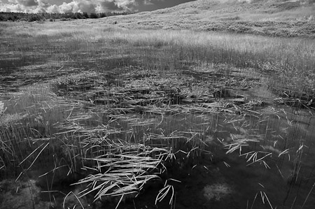Marshlands (1) BW - Cavendish Beach, Canada   2006
