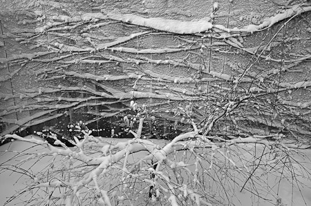 Snow Fence Vine (1) - Grand Rapids, Michigan     2008