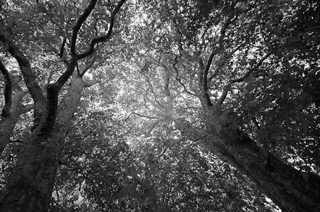 Three Plane Trees – Bath, England   2007