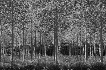 Trees Along the Yonne River (1) BW - Bourgogne, France   2008