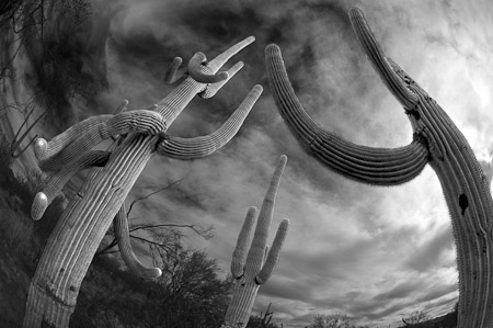 Cactus Trio - Near Red Rock, Arizona   2005