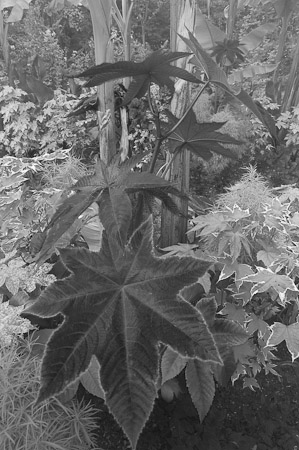 Garden (2) – Queen’s College – Cambridge, England   2007