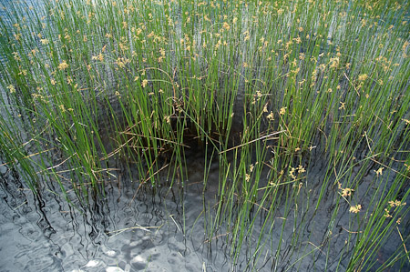 Marshland Reeds (1)  - Cavendish Beach, Canada   2006