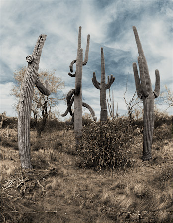 The Cactus Cathedral - Arizona Desert    2005