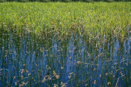 Marshland Reeds (3)  - Cavendish Beach, Canada   2006