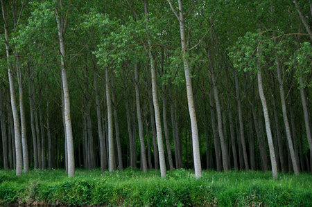 Trees Along the Yonne River (2) - Bourgogne, France   2008