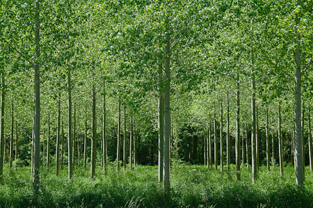 Trees Along the Yonne River (1) - Bourgogne, France   2008