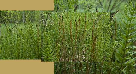 Ferns in Aman Park     2009