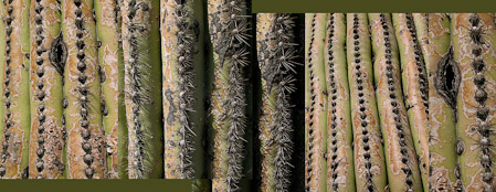 cactus (5 frames)   2009