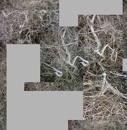 Casuarina Roots, Bahamas   2009